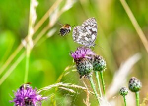 checkerboard, bumblebee, edelfalter, insect, wing, entomology, vanessa atalanta, wildlife, eco system, flora, nature, thistle, biotope