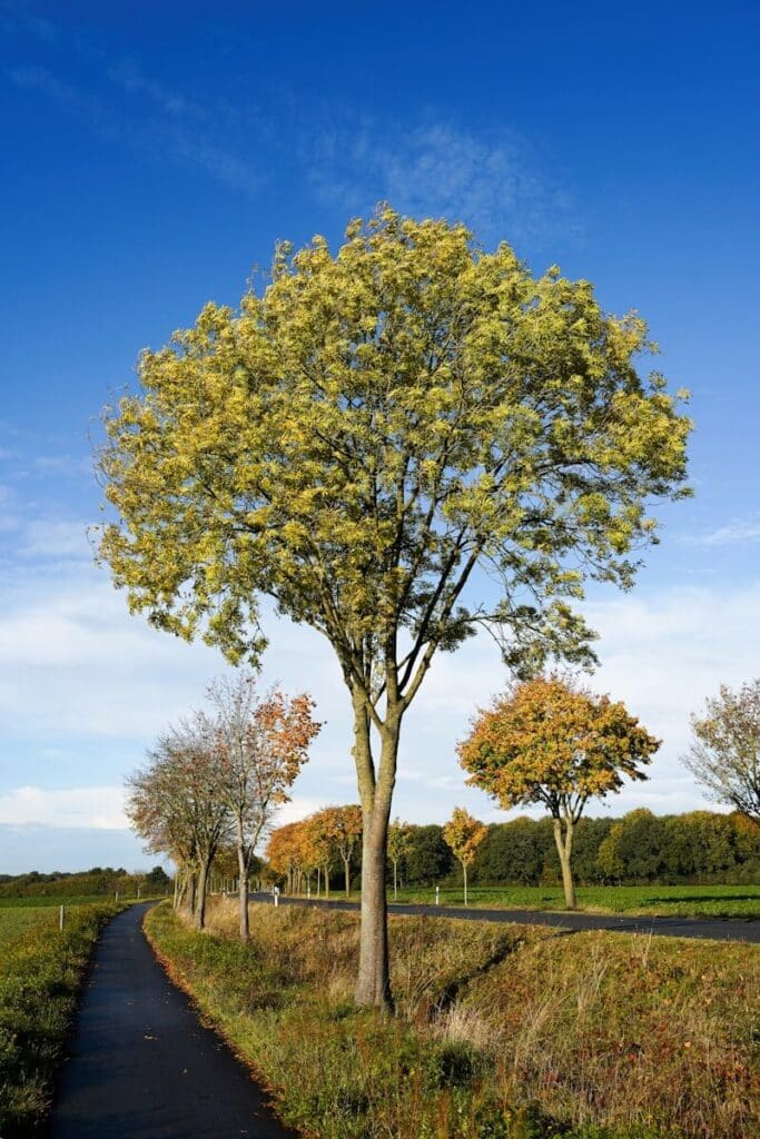 A tall tree stands beside a path under blue skies.