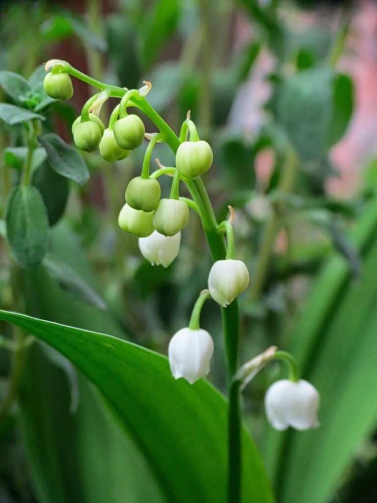 lily of the valley, vase, white, nature, garden, spring