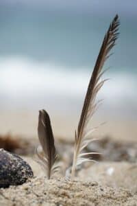 Two feathers standing upright in sand with blurred ocean backdrop, capturing natural beach serenity.